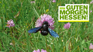 Schwarzer Brummer: Die Holzbiene breitet sich aus