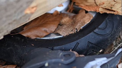 Flensburg: Drei junge Menschen sterben bei Unglück im Wald