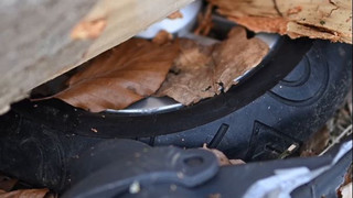 Flensburg: Drei junge Menschen sterben bei Unglück im Wald