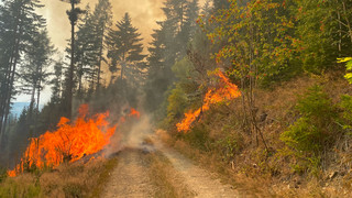 Waldbrände: Wie sie entstehen und wie man sie verhindert