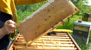 Hessische Imker jubeln über süße Honigernte