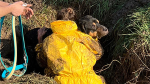 Oestrich-Winkel: Hund aus Abwasserrohr gerettet