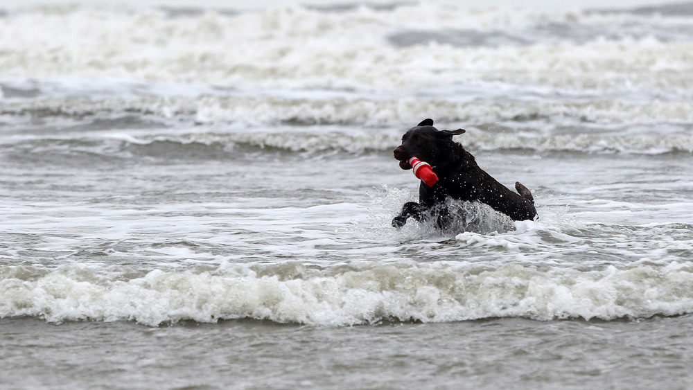 Labrador-Rüde im Wasser; Nach einer Trennung kann auch für einen Hund ein sogenanntes Umgangsrecht gelten.