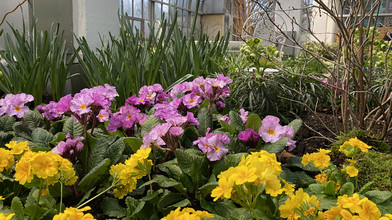 Farbenfrohe Blüten: Der Frühling erwacht im Palmengarten