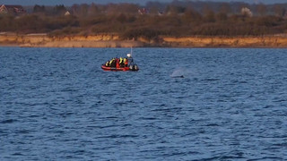 Kleiner Hoffnungsschimmer: Buckelwal schwimmt wieder