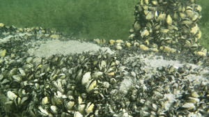 Quagga-Muschel bedroht heimische Seen