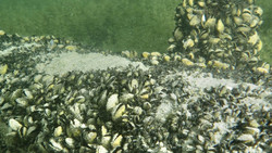 Quagga-Muschel bedroht heimische Seen