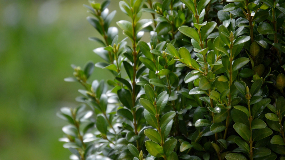 Gartenkulturtreff – Gartenwissen: Buchsbäume in Fulda