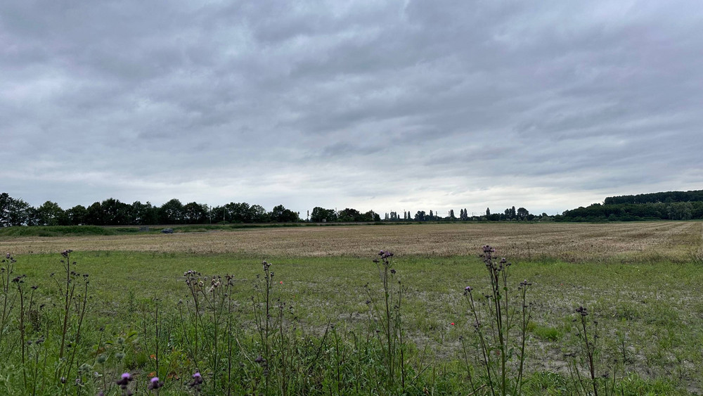 Auf dieser grünen Fläche "Im Bruch" in Lampertheim soll bis Ende 2024 der Solarpark entstehen.