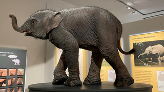 Von Kriegselefanten und Zirkustieren: Neue Ausstellung in Kassel
