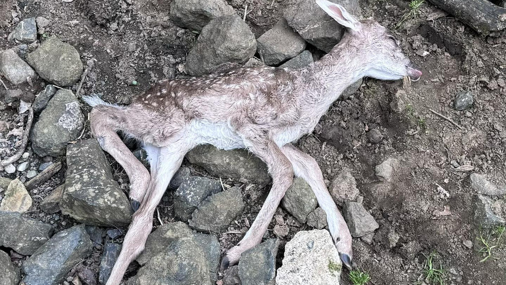 Ein Foto zeigt das tote Damkalb im Wildgehege Herborn.