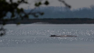 Neuer Rettungsversuch: Taucher sollen Wal beruhigen - Aktion soll sofort starten 