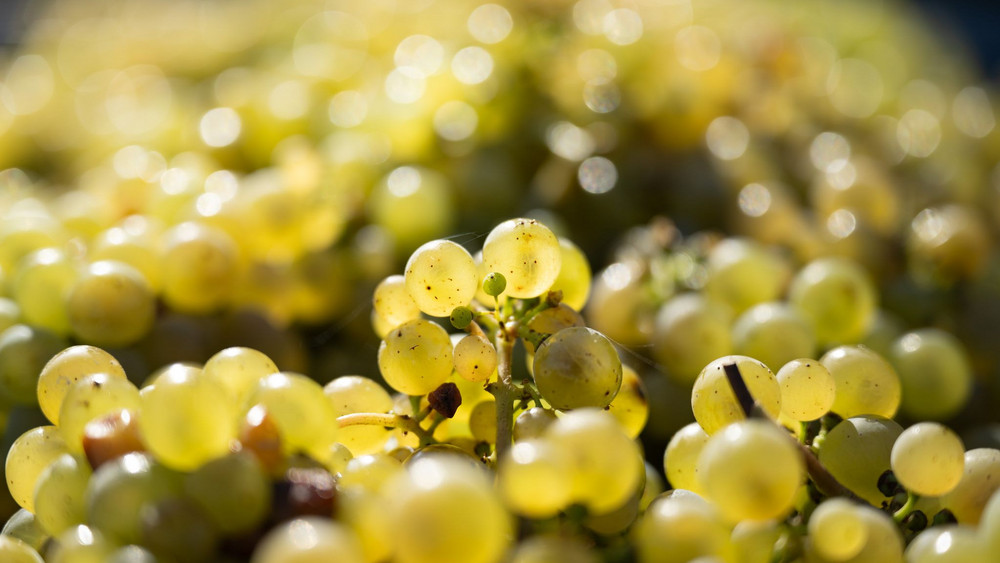 Weinlese
