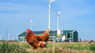 Mehr Betriebe, mehr Flächen, mehr Tiere: Die Zahl der Ökohöfe wächst