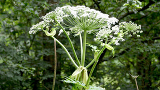 Schlimme Verbrennungen: Achtung vor dem Riesenbärenklau in der Rhön