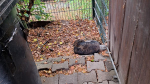 In Lauterbach über Zaun geworfen: Hund sucht neues Zuhause