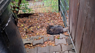 In Lauterbach über Zaun geworfen: Hund sucht neues Zuhause