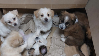Ausgesetzte Hundewelpen aus Biebergemünd haben bald neues Zuhause