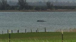 Wal sitzt wieder fest: "Hat sich nicht an Route gehalten"