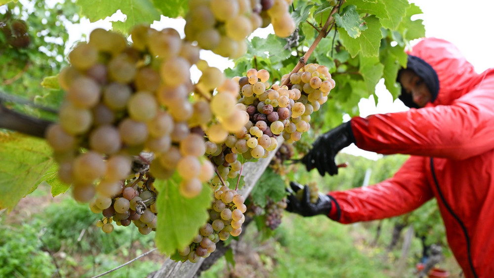 Weinlese im Rheingau