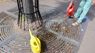 Hessens Stadtbäume leiden unter Klimawandel