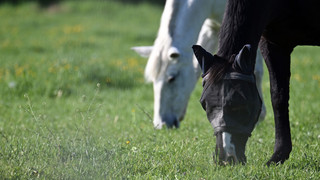 Unfall bei Kirchhain: Zwei ausgebüxte Pferde sterben