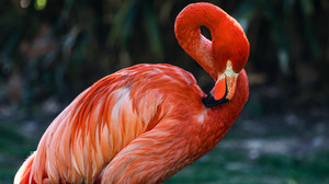 Mainz verbannt Flamingos aus dem Stadtpark aus Tierschutzgründen
