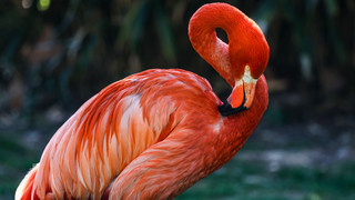 Mainz verbannt Flamingos aus dem Stadtpark aus Tierschutzgründen
