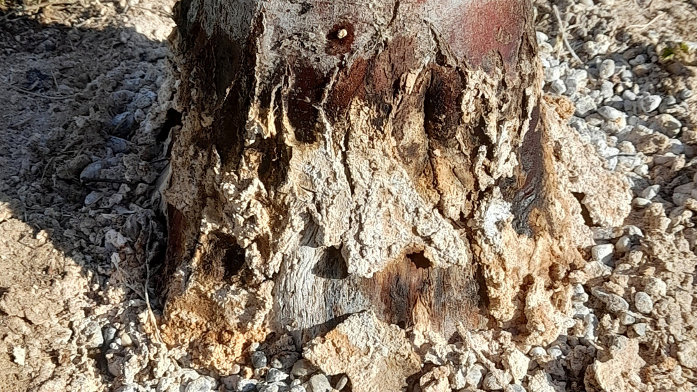 Die Beschädigungen an der Rinde der Hainbuche sind deutlich sichtbar. Ob der Baum gerettet werden kann, wird sich erst mit der Zeit zeigen.