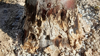 Schon wieder Bäume in Hessen vergiftet? Limburg sperrt Spielplatz