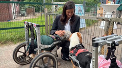Gnadenhof für Hunde mit Handicap: Betreiberin erhält Bundesverdienstkreuz