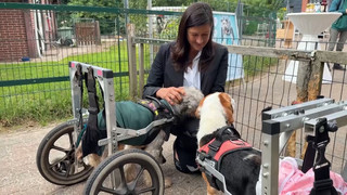 Gnadenhof für Hunde mit Handicap: Betreiberin erhält Bundesverdienstkreuz