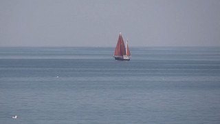 Erneute Sichtung: Wal in der Ostsee unterwegs?