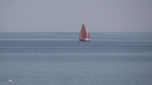 Erneute Sichtung: Wal in der Ostsee unterwegs?