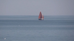Erneute Sichtung: Wal in der Ostsee unterwegs?