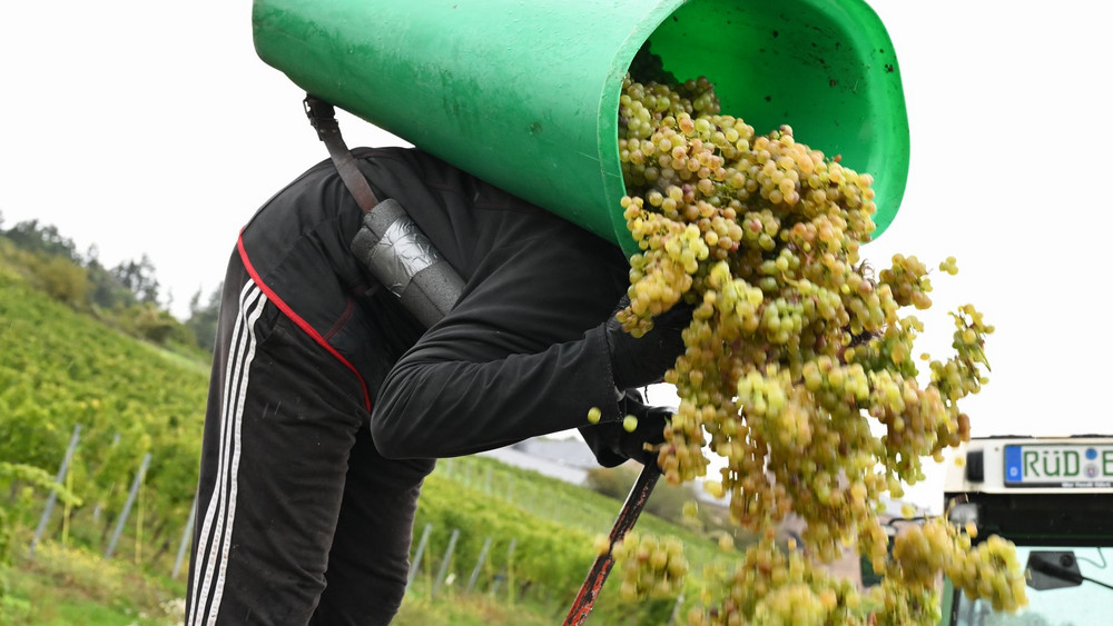 Weinlese im Rheingau