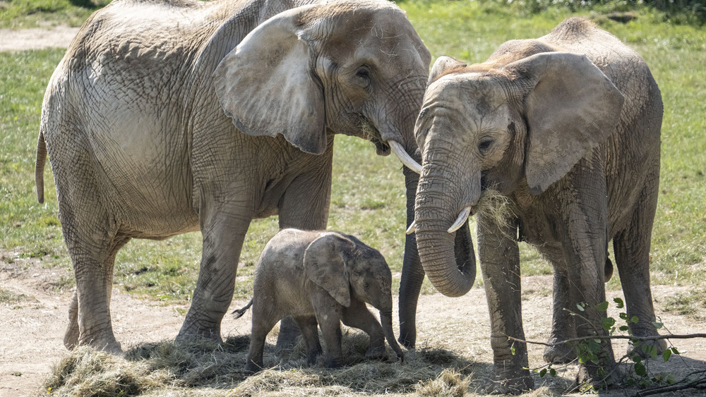 Das im Opel-Zoo geborene Elefantenbaby "Kaja" spielt zum ersten Mal auf der Außenanlage seines Geheges. Das Tier war am 27. Mai im Zoo geboren worden.
