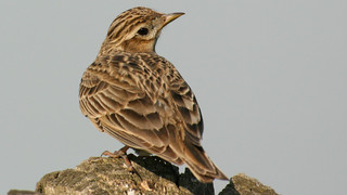 Gewerbegebiet in Pohlheim: Gericht verhängt Baustopp wegen Feldlerche