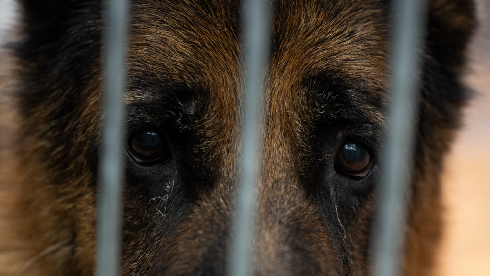 Hund guckt traurig zwischen Gitterstäben hindurch.