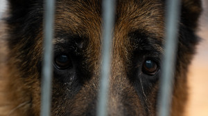 Frau hält 20 Hunde in einer Wohnung: Tierwohl-Prozess in Gießen