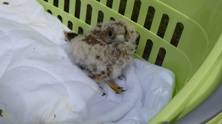 Per Drehleiter: Feuerwehr bringt jungen Turmfalken zurück ins Nest