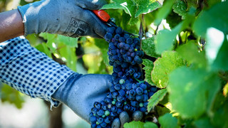 Weinanbautradition in Limburg: Stadt plant jetzt einen Bürgerweinberg