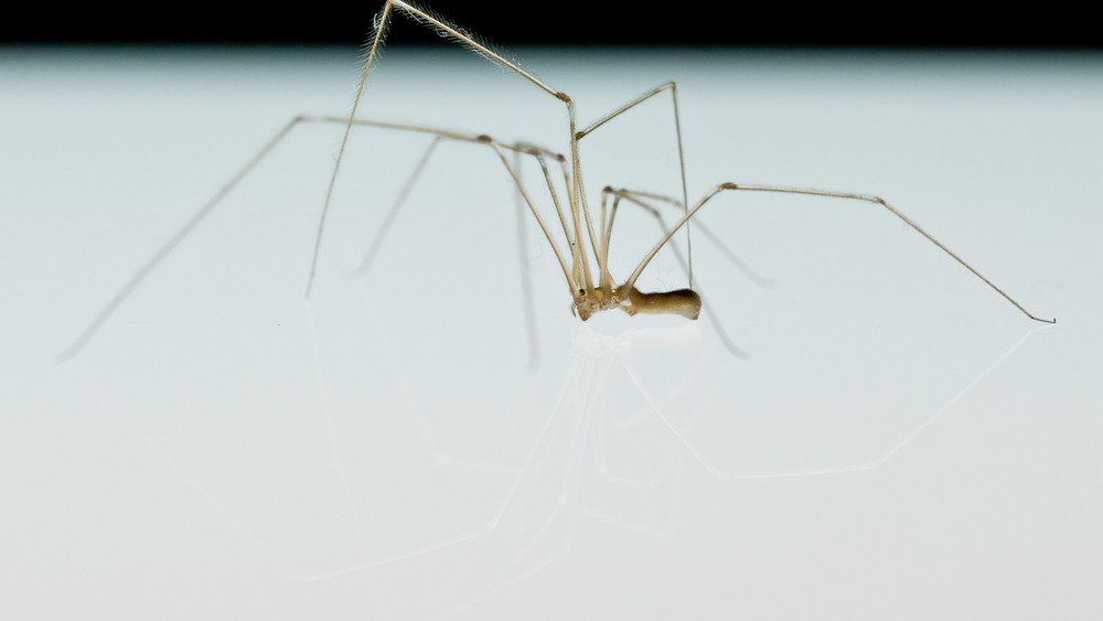 Wegen der niedrigen Temperaturen im Freien zieht es wieder mehr Spinnen in Wohnungen und Häuser. Hier eine Zitterspinne. 