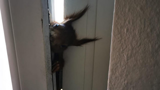 Ungewöhnlicher Einbrecher in Wiesbaden: Feuerwehr rettet Eichhörnchen