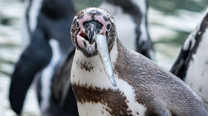 Gast-Pinguine zurück in Mannheim: Udo sagt Tschöö