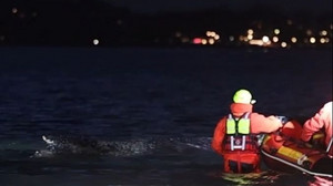 In Freiheit geschwommen? Buckelwal an Ostsee-Sandbank nicht mehr zu sehen