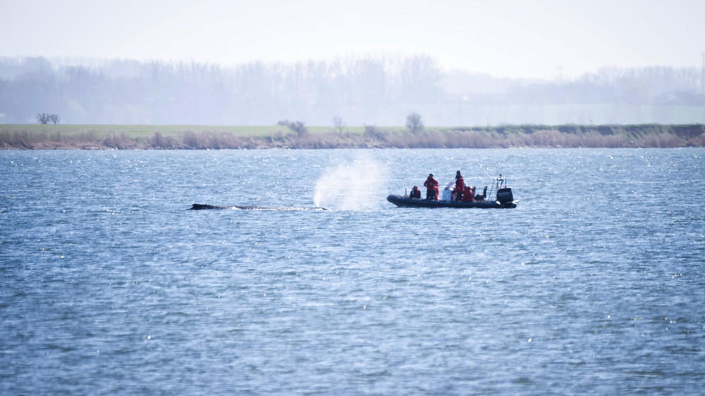 Buckelwal liegt weiter in Wismarer Bucht