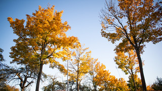 Herbstanfang: Warum färben sich die Blätter?