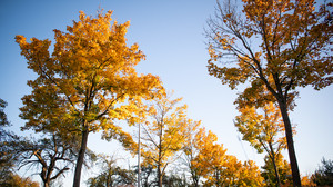 Herbstanfang: Warum färben sich die Blätter?