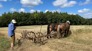 Kartoffel-Ernte mit Pferden Fritz und Kema in Bebra